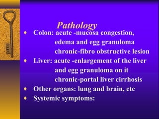 Pathology
♦ Colon: acute -mucosa congestion,
edema and egg granuloma
chronic-fibro obstructive lesion
♦ Liver: acute -enlargement of the liver
and egg granuloma on it
chronic-portal liver cirrhosis
♦ Other organs: lung and brain, etc
♦ Systemic symptoms:
 