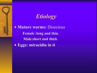Etiology
♦ Mature worms: Dioecious
Female :long and thin.
Male:short and thick
♦ Eggs: miracidia in it
 