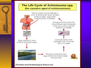 Life Cycle of Schistosoma spp.
25 － 30℃ 毛蚴
7 － 8 周
 