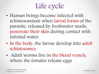Life cycle
• Human beings become infected with
schistosomiasis when larval forms of the
parasite, released by freshwater snails,
penetrate their skin during contact with
infested water.
• In the body, the larvae develop into adult
schistosomes
• Adult worms live in the blood vessels,
where the females release eggs
14/10/2018
Pediatric Schistosomiasis
Prof. Dr. Saad S Al Ani
33
 