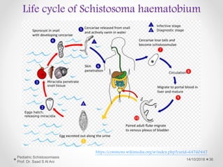Life cycle of Schistosoma haematobium
https://commons.wikimedia.org/w/index.php?curid=64760447
14/10/2018
Pediatric Schistosomiasis
Prof. Dr. Saad S Al Ani
36
 