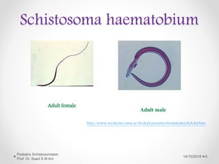 Schistosoma haematobium
Adult female
Adult male
http://www.medicine.cmu.ac.th/dept/parasite/trematodes/SchAd.htm
14/10/2018
Pediatric Schistosomiasis
Prof. Dr. Saad S Al Ani
5
 