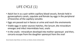 LIFE CYCLE (1)
• Adult live in as a pair within capillary blood vessels, female held in
gynaecophoric canals, copulate and female lay eggs in the peripheral
of branches of the capillary venulles
• Eggs are passed out in faeces or urine and reach the enviroments
• Viable eggs in water sources hatches, the larvum ,the miracidium
emerges and infect intermidiate host, snails
• In the snails:- miracidium developd into mother sporocyst and then,
cercaria escape from the daughter sporocyst from the snail
Bruno Gryseels, Katja Polman, Jan Clerinx, Luc Kestens, Human schistosomiasis
 