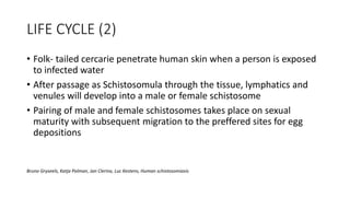 LIFE CYCLE (2)
• Folk- tailed cercarie penetrate human skin when a person is exposed
to infected water
• After passage as Schistosomula through the tissue, lymphatics and
venules will develop into a male or female schistosome
• Pairing of male and female schistosomes takes place on sexual
maturity with subsequent migration to the preffered sites for egg
depositions
Bruno Gryseels, Katja Polman, Jan Clerinx, Luc Kestens, Human schistosomiasis
 