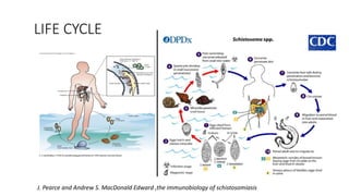 LIFE CYCLE
J. Pearce and Andrew S. MacDonald Edward ,the immunobiology of schistosomiasis
 