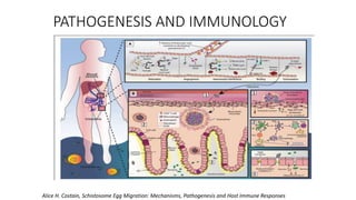 PATHOGENESIS AND IMMUNOLOGY
Alice H. Costain, Schistosome Egg Migration: Mechanisms, Pathogenesis and Host Immune Responses
 