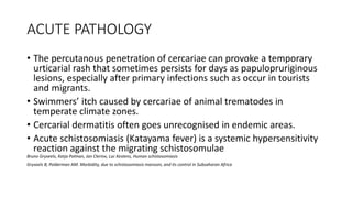 ACUTE PATHOLOGY
• The percutanous penetration of cercariae can provoke a temporary
urticarial rash that sometimes persists for days as papulopruriginous
lesions, especially after primary infections such as occur in tourists
and migrants.
• Swimmers’ itch caused by cercariae of animal trematodes in
temperate climate zones.
• Cercarial dermatitis often goes unrecognised in endemic areas.
• Acute schistosomiasis (Katayama fever) is a systemic hypersensitivity
reaction against the migrating schistosomulae
Bruno Gryseels, Katja Polman, Jan Clerinx, Luc Kestens, Human schistosomiasis
Gryseels B, Polderman AM. Morbidity, due to schistosomiasis mansoni, and its control in Subsaharan Africa
 