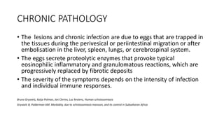 CHRONIC PATHOLOGY
• The lesions and chronic infection are due to eggs that are trapped in
the tissues during the perivesical or periintestinal migration or after
embolisation in the liver, spleen, lungs, or cerebrospinal system.
• The eggs secrete proteolytic enzymes that provoke typical
eosinophilic inflammatory and granulomatous reactions, which are
progressively replaced by fibrotic deposits
• The severity of the symptoms depends on the intensity of infection
and individual immune responses.
Bruno Gryseels, Katja Polman, Jan Clerinx, Luc Kestens, Human schistosomiasis
Gryseels B, Polderman AM. Morbidity, due to schistosomiasis mansoni, and its control in Subsaharan Africa
 