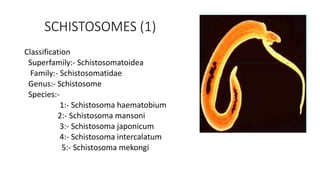 SCHISTOSOMES (1)
Classification
Superfamily:- Schistosomatoidea
Family:- Schistosomatidae
Genus:- Schistosome
Species:-
1:- Schistosoma haematobium
2:- Schistosoma mansoni
3:- Schistosoma japonicum
4:- Schistosoma intercalatum
5:- Schistosoma mekongi
 