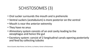 SCHISTOSOMES (3)
• Oral sucker surrounds the mouth and is prehensile
• Ventral suckers (acetabulum) is more posterior on the ventral
• Mouth is near the anterior extremity
• They have no anus
• Alimentary system consists of an oral cavity leading to the
oesophagus and hence the gut
• Excretory system: consist of 2 longitudinal canals opening posteriorly
and feed by collecting tubules
Bruno Gryseels, Katja Polman, Jan Clerinx, Luc Kestens, Human schistosomiasis
 