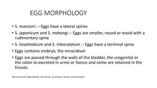 EGG MORPHOLOGY
• S. mansoni: – Eggs have a lateral spines
• S. japonicum and S. mekongi :- Eggs are smaller, round or ovoid with a
rudimentary spine
• S. heamtobium and S. intercalatum :- Eggs have a terminal spine
• Eggs contains embryo, the miracidium
• Eggs are passed through the walls of the bladder, the urogenital or
the colon to excreted in urine or faeces and some are retained in the
tissues.
Bruno Gryseels, Katja Polman, Jan Clerinx, Luc Kestens, Human schistosomiasis
 