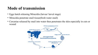 SCHISTOSOMIASIS.pptx
