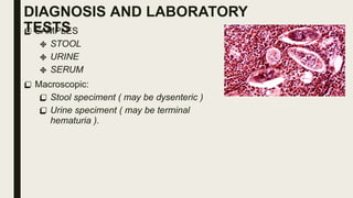 DIAGNOSIS AND LABORATORY
TESTS
 SAMPLES
 STOOL
 URINE
 SERUM
 Macroscopic:
 Stool speciment ( may be dysenteric )
 Urine speciment ( may be terminal
hematuria ).
 
