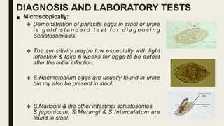 DIAGNOSIS AND LABORATORY TESTS
■ Microscopically:
 Demonstration of parasite eggs in stool or urine
i s g o l d s t a n d a r d t e s t f o r d i a g n o s i n g
Schistosomiasis.
 The sensitivity maybe low especially with light
infection & take 6 weeks for eggs to be detect
after the initial infection.
 S.Haematobium eggs are usually found in urine
but my also be present in stool.
 S.Mansoni & the other intestinal schistosomes,
S.japonicum, S.Merangi & S.Intercalatum are
found in stool.
 