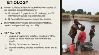 ETIOLOGY
■ Human schistosomiasis is caused by five species of
the parasitic genus Schistosoma:
 S. mansoni, S. japonicum, S. mekongi, and S.
intercalatum cause intestinal disease
 S. haematobium causes urogenital disease.
■ The infection may cause considerable intestinal,
hepatic and genitourinary morbidity.
■ RISK FACTORS
1. wading or swimming in lakes, ponds and other
bodies of water which are infested with the
snails
2. Fishing (both men and women)
3. Women washing clothes in infested water are at
risk
 