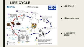 LIFE CYCLE
■ LIFE CYCLE
■ 1.Diagnostic stage
■ 2. INFECTIVE
STAGE
 
