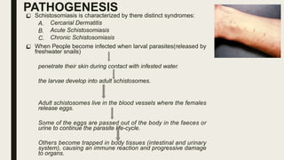 PATHOGENESIS
 Schistosomiasis is characterized by there distinct syndromes:
A. Cercarial Dermatitis
B. Acute Schistosomiasis
C. Chronic Schistosomiasis
 When People become infected when larval parasites(released by
freshwater snails)
penetrate their skin during contact with infested water.
the larvae develop into adult schistosomes.
Adult schistosomes live in the blood vessels where the females
release eggs.
Some of the eggs are passed out of the body in the faeces or
urine to continue the parasite life-cycle.
Others become trapped in body tissues (intestinal and urinary
system), causing an immune reaction and progressive damage
to organs.
 