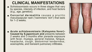 CLINICAL MANIFESTATIONS
■ Schistosomiasis occurs in three stages that vary
by species, intensity of infection, and host factors
(e.g., age, genetics).
■ Cercarial dermatitis causes a pruritic
maculopapular rash (“swimmers’ itch”) that lasts
for 1–2 weeks.
■ Acute schistosomiasis (Katayama fever)-
Caused by S.japonicum and presents between
2 weeks and 3 months after parasite exposure
with fever, myalgia, general malaise, fatigue,
headache, cough, abdominal tenderness,
eosinophilia, and transient pulmonary infiltrates.
 