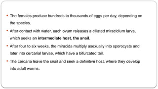  The females produce hundreds to thousands of eggs per day, depending on
the species.
 After contact with water, each ovum releases a ciliated miracidium larva,
which seeks an intermediate host, the snail.
 After four to six weeks, the miracida multiply asexually into sporocysts and
later into cercarial larvae, which have a bifurcated tail.
 The cercaria leave the snail and seek a definitive host, where they develop
into adult worms.
 