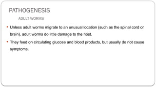 PATHOGENESIS
ADULT WORMS
 Unless adult worms migrate to an unusual location (such as the spinal cord or
brain), adult worms do little damage to the host.
 They feed on circulating glucose and blood products, but usually do not cause
symptoms.
 