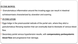 INTHE BOWEL
 Granulomatous inflammation around the invading eggs can result in intestinal
schistosomiasis characterized by ulceration and scarring.
 INTHE LIVER
 Eggs lodge in the presinusoidal radicals of the portal vein, where they elicit a
granulomatous fibrosing reaction that can eventually lead to blockade of venous blood
flow.
 Secondary portal venous hypertension results, with compensatory portosystemic
blood flow and progressive liver damage.
 