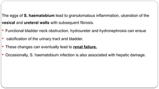 The eggs of S. haematobium lead to granulomatous inflammation, ulceration of the
vesical and ureteral walls with subsequent fibrosis.
 Functional bladder neck obstruction, hydroureter and hydronephrosis can ensue
 calcification of the urinary tract and bladder.
 These changes can eventually lead to renal failure.
 Occasionally, S. haematobium infection is also associated with hepatic damage.
 