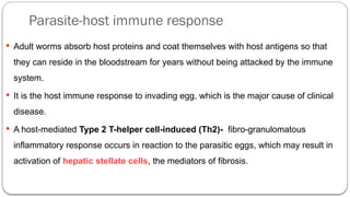 Parasite-host immune response
 Adult worms absorb host proteins and coat themselves with host antigens so that
they can reside in the bloodstream for years without being attacked by the immune
system.
 It is the host immune response to invading egg, which is the major cause of clinical
disease.
 A host-mediated Type 2 T-helper cell-induced (Th2)- fibro-granulomatous
inflammatory response occurs in reaction to the parasitic eggs, which may result in
activation of hepatic stellate cells, the mediators of fibrosis.
 