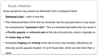 Acute infection
Acute symptoms may present as Swimmer's itch or Katayama fever.
Swimmer's itch – seen in one day
 The initial penetration of the skin by cercariae may be asymptomatic or may cause
the characteristic "swimmer's itch". This is a localized dermatitis that can result in
a Pruritic papular or urticarial rash at the site of larval entry, which is typically on
the lower legs or feet.
 Immediate tingling and itching at the site of entry may develop, followed by an
intensely pruritic papular eruption 12 to 24 hours later, which can last more than a
week.
 