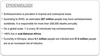 EPIDEMIOLOGY
 Schistosomiasis is prevalent in tropical and subtropical areas.
 According to WHO, an estimated 207 million people may have schistosomiasis
worldwide. It is responsible for more than 200,000 deaths annually.
 On a global scale, 1 in every 30 individuals has schistosomiasis.
 >90% live in sub-Saharan Africa.
 Currently in Ethiopia, about 5.1 million people are infected and 37.5 million people
are at an increased risk of infection.
 