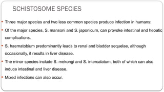 SCHISTOSOME SPECIES
 Three major species and two less common species produce infection in humans:
 Of the major species, S. mansoni and S. japonicum, can provoke intestinal and hepatic
complications.
 S. haematobium predominantly leads to renal and bladder sequelae, although
occasionally, it results in liver disease.
 The minor species include S. mekongi and S. intercalatum, both of which can also
induce intestinal and liver disease.
 Mixed infections can also occur.
 
