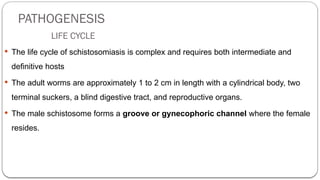 PATHOGENESIS
LIFE CYCLE
 The life cycle of schistosomiasis is complex and requires both intermediate and
definitive hosts
 The adult worms are approximately 1 to 2 cm in length with a cylindrical body, two
terminal suckers, a blind digestive tract, and reproductive organs.
 The male schistosome forms a groove or gynecophoric channel where the female
resides.
 