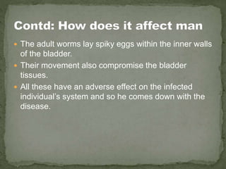  The adult worms lay spiky eggs within the inner walls
of the bladder.
 Their movement also compromise the bladder
tissues.
 All these have an adverse effect on the infected
individual’s system and so he comes down with the
disease.
 