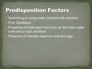 Swimming or using water infected with cercaria.
 Poor Sanitation
 Presence of implicated host such as the fresh water
snail and a right condition.
 Presence of infected reservoir host like pigs.
 