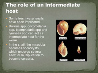  Some fresh water snails
have been implicated.
 Bulinus spp, oncomelania
spp, biomphalaria spp and
lymnaea spp can act as
intermediate host for the
worm.
 In the snail, the miracidia
becomes sporocysts
which undergo several
asexual multiplication to
become cercaria.
 