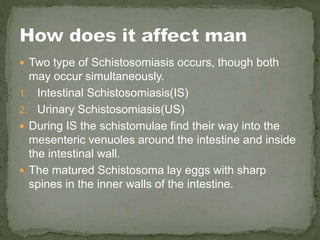  Two type of Schistosomiasis occurs, though both
may occur simultaneously.
1. Intestinal Schistosomiasis(IS)
2. Urinary Schistosomiasis(US)
 During IS the schistomulae find their way into the
mesenteric venuoles around the intestine and inside
the intestinal wall.
 The matured Schistosoma lay eggs with sharp
spines in the inner walls of the intestine.
 