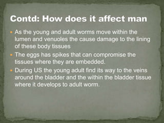  As the young and adult worms move within the
lumen and venuoles the cause damage to the lining
of these body tissues
 The eggs has spikes that can compromise the
tissues where they are embedded.
 During US the young adult find its way to the veins
around the bladder and the within the bladder tissue
where it develops to adult worm.
 