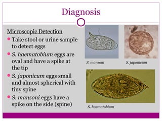 Diagnosis
Microscopic Detection
Take stool or urine sample
to detect eggs
S. haematobium eggs are
oval and have a spike at
the tip
S. japonicum eggs small
and almost spherical with
tiny spine
S. mansoni eggs have a
spike on the side (spine)
S. mansoni S. japonicum
S. haematobium
 