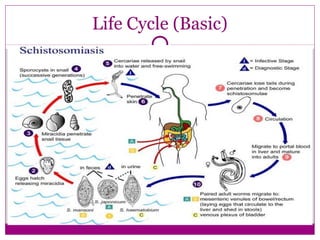 Life Cycle (Basic)
 