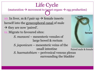 10. In liver, m & f pair up  female inserts
herself into the gynecophoral canal of male
 they are now ‘paired’.
11. Migrate to favoured sites:
S. mansoni – mesenteric venules of
large bowel & rectum
S. japonicum – mesenteric veins of the
small intestine
S. haematobium – perivesical venous plexus
surrounding the bladder
Life Cycle
(maturation  movement to target organs  egg production)
Paired male & female
 