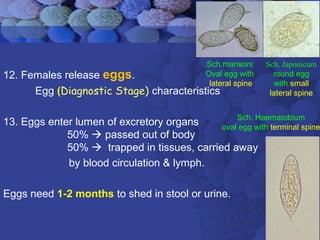 12. Females release eggs.
Egg (Diagnostic Stage) characteristics
13. Eggs enter lumen of excretory organs
50%  passed out of body
50%  trapped in tissues, carried away
by blood circulation & lymph.
Eggs need 1-2 months to shed in stool or urine.
Sch. Japonicum
round egg
with small
lateral spine
Sch.mansoni
Oval egg with
lateral spine
Sch. Haematobium
oval egg with terminal spine
 