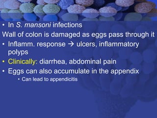 • In S. mansoni infections
Wall of colon is damaged as eggs pass through it
• Inflamm. response  ulcers, inflammatory
polyps
• Clinically: diarrhea, abdominal pain
• Eggs can also accumulate in the appendix
• Can lead to appendicitis
 