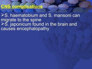 CNS complications
S. haematobium and S. mansoni can
migrate to the spine
S. japonicum found in the brain and
causes encephalopathy
 