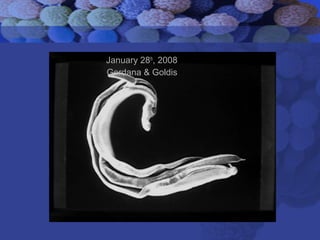 January 28th
, 2008
Gordana & Goldis
 