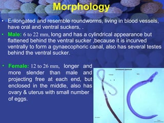 Morphology
• Enlongated and resemble roundworms, living in blood vessels,
have oral and ventral suckers, .
• Male: 6 to 22 mm, long and has a cylindrical appearance but
flattened behind the ventral sucker ,because it is incurved
ventrally to form a gynaecophoric canal, also has several testes
behind the ventral sucker.
• Female: 12 to 26 mm, longer and
more slender than male and
projecting free at each end, but
enclosed in the middle, also has
ovary & uterus with small number
of eggs.
 