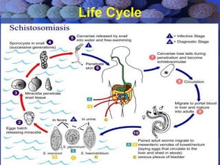 Life Cycle
 