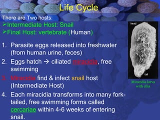 Life Cycle
1. Parasite eggs released into freshwater
(from human urine, feces)
2. Eggs hatch  ciliated miracidia, free
swimming
3. Miracidia find & infect snail host
(Intermediate Host)
4. Each miracidia transforms into many fork-
tailed, free swimming forms called
cercariae within 4-6 weeks of entering
snail.
Miracidia larva
with cilia
There are Two hosts:
Intermediate Host: Snail
Final Host: vertebrate (Human)
 