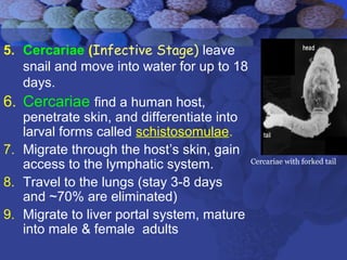 5. Cercariae (Infective Stage) leave
snail and move into water for up to 18
days.
6. Cercariae find a human host,
penetrate skin, and differentiate into
larval forms called schistosomulae.
7. Migrate through the host’s skin, gain
access to the lymphatic system.
8. Travel to the lungs (stay 3-8 days
and ~70% are eliminated)
9. Migrate to liver portal system, mature
into male & female adults
Cercariae with forked tail
 