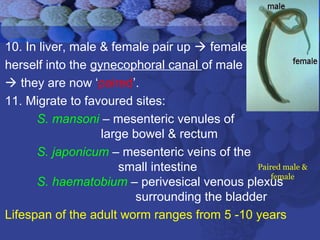 10. In liver, male & female pair up  female inserts
herself into the gynecophoral canal of male
 they are now ‘paired’.
11. Migrate to favoured sites:
S. mansoni – mesenteric venules of
large bowel & rectum
S. japonicum – mesenteric veins of the
small intestine
S. haematobium – perivesical venous plexus
surrounding the bladder
Lifespan of the adult worm ranges from 5 -10 years
Paired male &
female
 