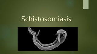Schistosomiasis
 
