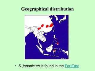Geographical distribution
• S. japonicum is found in the Far East
 